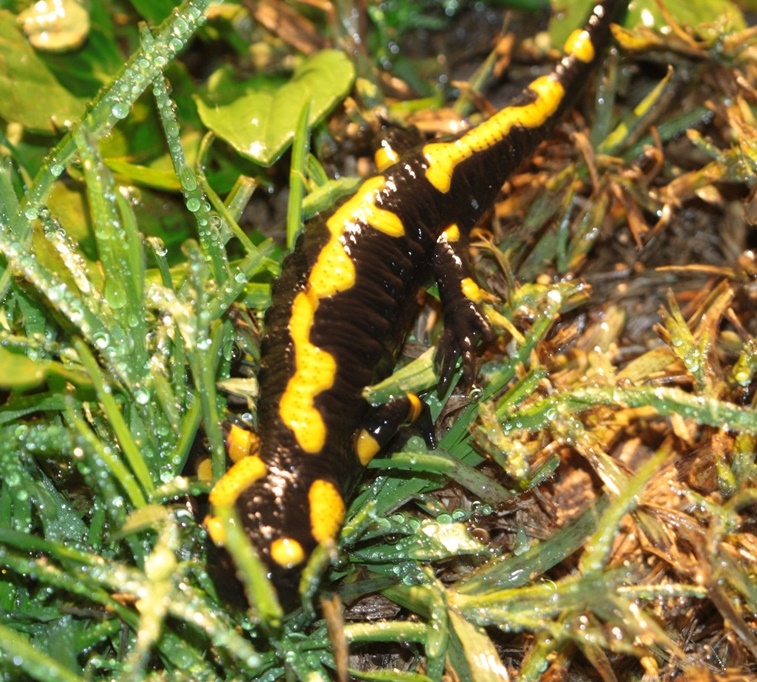 Una Salamandra in giardino